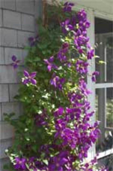 Pruning Clematis in Early Spring in 2020 | Garden vines, Clematis, Garden