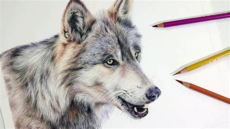 HOW TO DRAW A REALISTIC WOLF | Colored Pencil Drawing Tutorial - YouTube