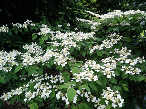 Viburnum plicatum 'Mariesii' Front Yard Plants, Viburnum, Herbs, Herb ...