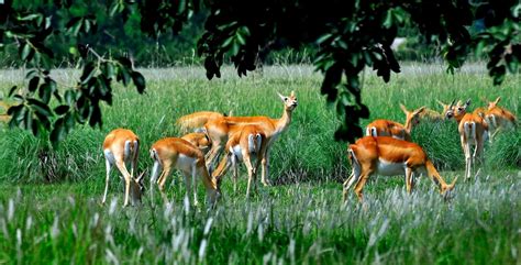 Nepal Wildlife Tour Packages, Itineraries, Costs, Offers