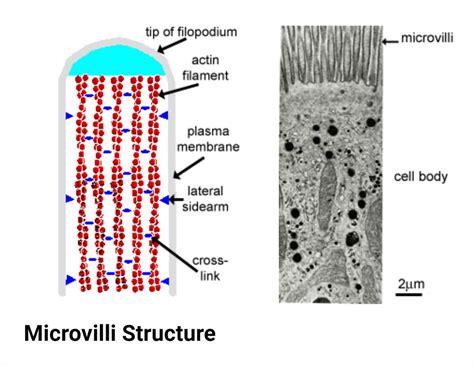 Microvilli: Definition, Structure, Functions, Diagram