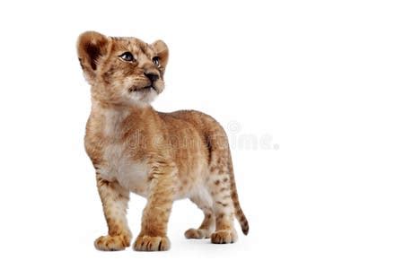 265 Side View Lion Cub Stock Photos - Free & Royalty-Free Stock Photos ...