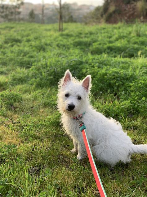 Sami’s first day at Westie training school | Dog training school ...