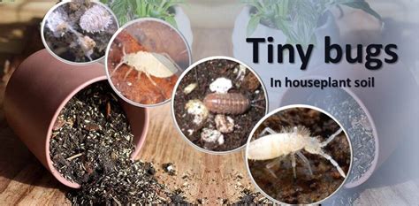 The 6 Common Tiny Bugs in Houseplant Soil: Identify by Images and ...