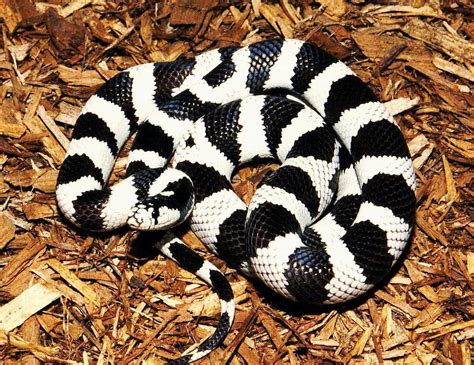 50-50 California kingsnake | California king snake, Beautiful snakes ...