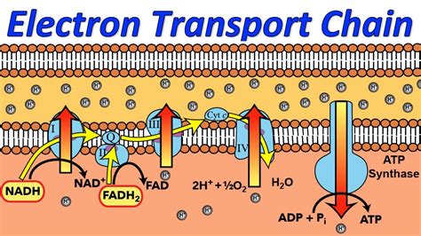 Cellular Respiration Diagram Mitochondria