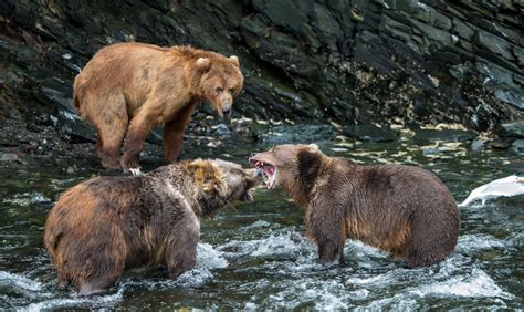 Kodiak Island Wildlife | Jack Jewell Photography