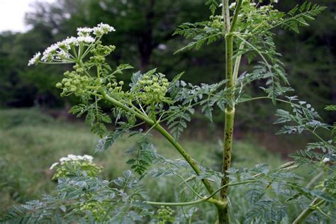 Photo of the entire plant of Poison Hemlock (Conium maculatum) posted ...