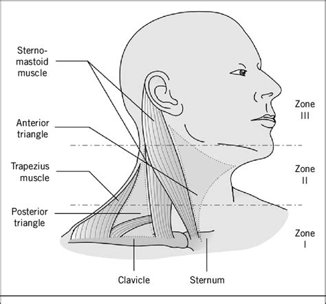 Zones Of The Neck