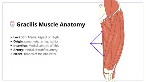 Gracilis Flap - Anatomy, Technique, Indications