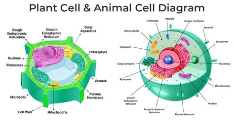 Difference Between Plant and Animal Cells