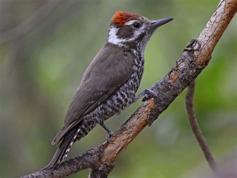 Arizona Woodpecker - eBird