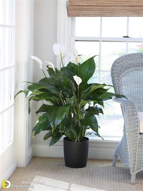 21 Indoor Plants For Low Light | Engineering Discoveries