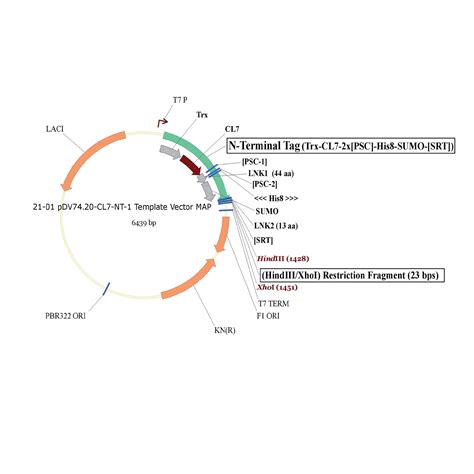 E Coli Diagram Plasmid