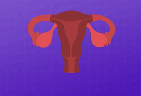 What Causes the Uterine Lining to Shed?