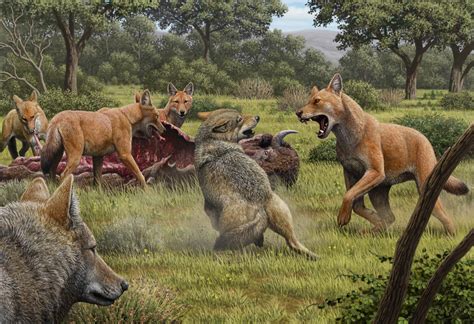 Dire wolves were real—and even stranger than we thought