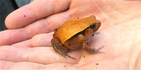 Tomato frog | Smithsonian's National Zoo and Conservation Biology Institute