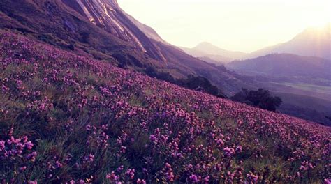 Kurinji Flower In Munnar | Best Flower Site