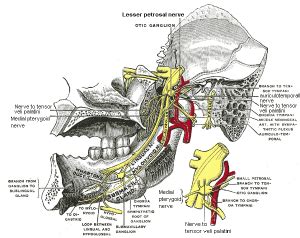 Branch arising from the main trunk of mandibular nerve - MCQ