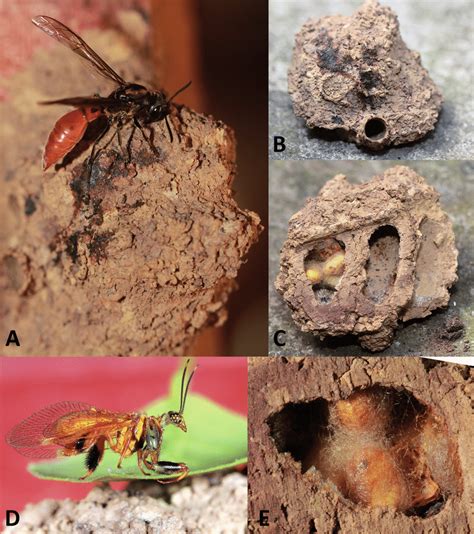 The potter wasp nest with the possible founding female Montezumia ...