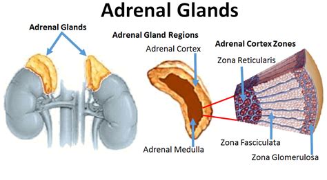 Suprarenal (adrenal) cortex hormones, structure, function and location ...