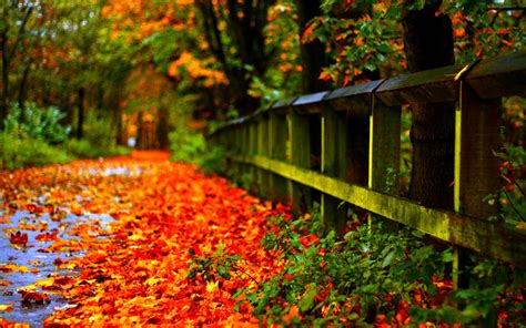 Wallpapers Autumn Leaves - Wallpaper Cave