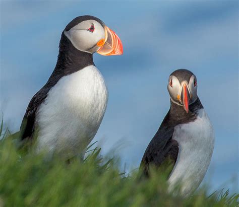 Iceland Puffins Photograph by Betsy Knapp