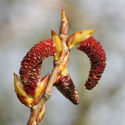 Native Black Poplar | Suffolk Biodiversity Information Service