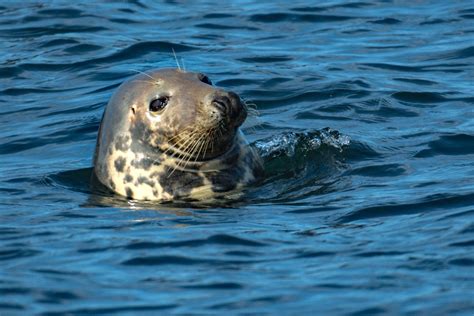 Farne Islands Seal. by terra | ePHOTOzine