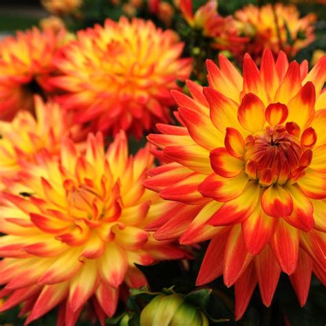 25 Best Fall Flowers for an Autumn Garden - Prettiest Flowers to Plant ...