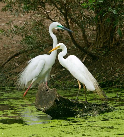 The eastern great egret looks like a proper Christmas angel ...