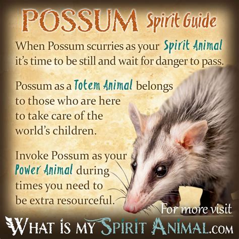 Possum & Opossum Symbolism & Meaning | Spirit, Totem & Power Animal