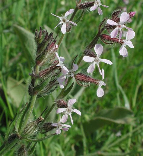 Flower Gallery :: Caryophyllaceae :: AAAA9881