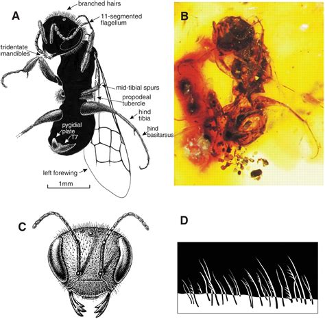 A Fossil Bee from Early Cretaceous Burmese Amber | Science