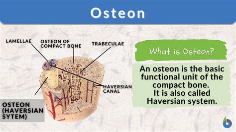 Osteon - Definition and Examples - Biology Online Dictionary