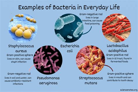 Examples of Bacteria in Everyday Life