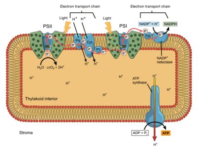 Electron transport chain - Wikiwand