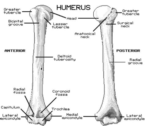 Spiral Groove Of Humerus - slidesharetrick