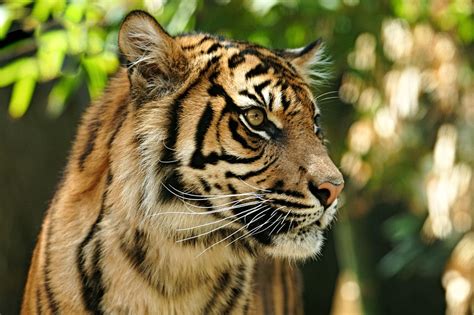 Sumatran Tiger Conservation Project | Habitat destruction, p… | Flickr