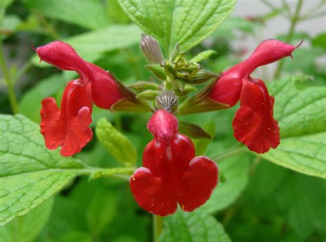 Baby Sage: Salvia microphylla 'Forever Red' var. Neurepia [Family ...