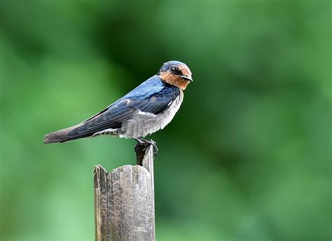 The Life Journey in Photography: Pacific Swallow @ Taman Melawati Hill ...