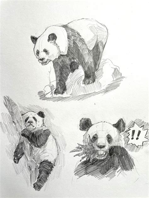 ArtStation - Pandas (study)