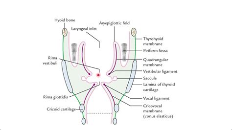 TRUE VOCAL CORDS VS FALSE VOCAL CORDS / VOCAL FOLDS / VESTIBULAR FOLDS ...