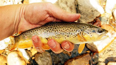 "German Brown Trout" by Ryan Houston | Redbubble