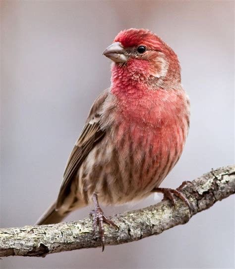 35 Lovely Pictures Of Common Backyard Birds - Home, Family, Style and ...