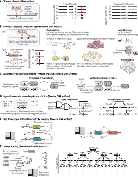 Emerging applications for DNA writers and molecular recorders | Science