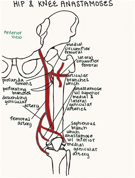 Hip And Knee Anastomosis - Notability Gallery