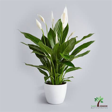 Peace Lily-Spathiphyllum - Plant Kingdom UAE