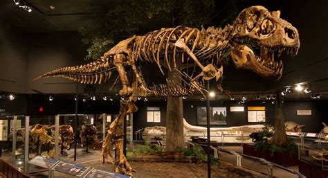 The 10 Best Dinosaur Museums in the World, Ranked | Paleontology World