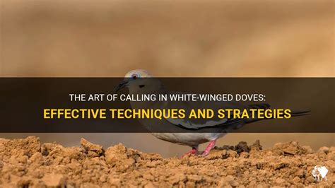 The Art Of Calling In White-Winged Doves: Effective Techniques And ...